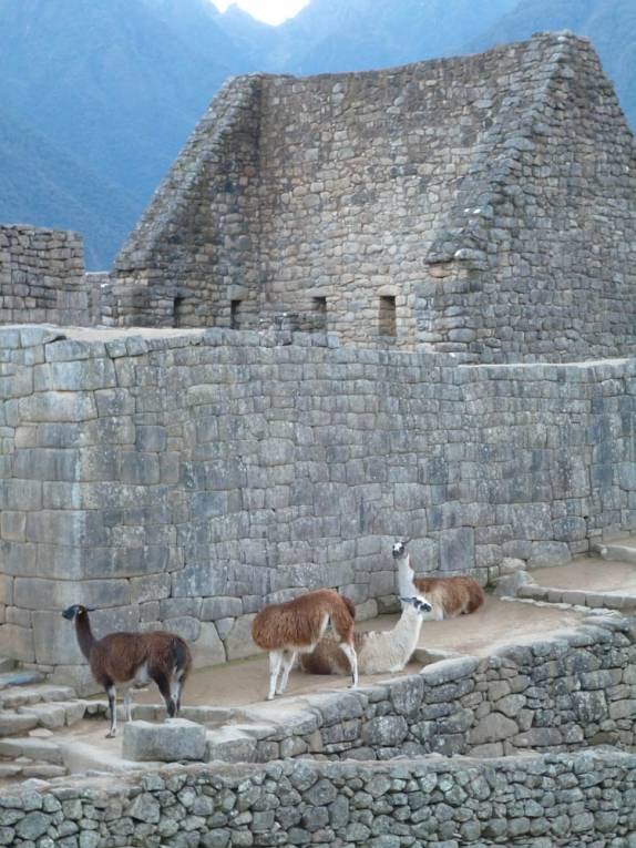 Lhamas caminham tranquilamente pelas ruínas Machu Picchu, no Peru